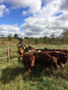 Polyface Farm Summer Internship: Week Seventeen Image